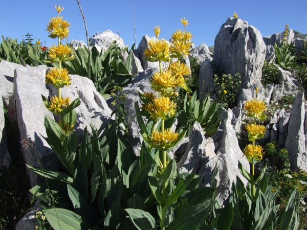 Fioriture in quota